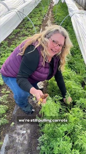 Growing Carrots in Winter at Tap Root Fields