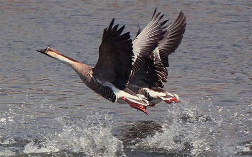 使用maya 和 Peregrine labs Yeti 制作鸟类翅膀视频教程