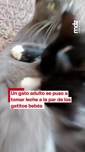 🐈😹 Un video se volvió viral en Tik Tok al mostrar como un gato adulto se pone a tomar teta a la par de los gatitos bebes y generó risa en los usuarios. ➡️ ¿Qué te pareció? 📽️ bomba de papa en Tik Tok