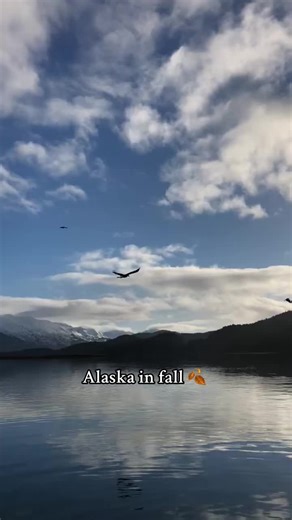Alaska fall of #2025 #alaska #baldeagles #alaskatravel #enjoylife