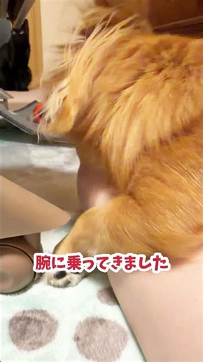 Put the mat back! #cute #chihuahua #healing #chihuahua #dog #kawaii #cute #cat #dog #cat