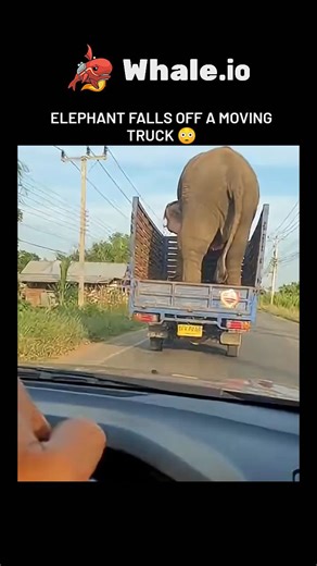Zahan on Instagram: "The video depicts an elephant slipping off the open bed of a small moving truck in rural Thailand, captured from a dashboard view showing ~60 km/h speed, but physical analysis reveals impossibilities: adult elephants weigh 4-6 tons, far exceeding the load capacity of such lightweight vehicles, which would collapse under the rear axle. - Frame-by-frame review shows AI artifacts, including inconsistent lighting on the elephant's skin, unnatural trunk and leg animations that de