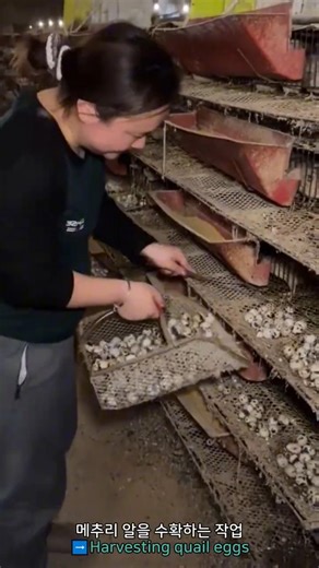 Harvesting quail eggs