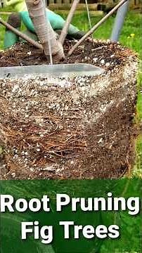 Root Pruning Potted Fig Trees