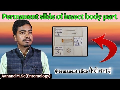 How to create permanent slide of insect body part, permanent slide kaise banaen, biology permanent