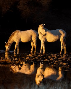 The temperatures are below 0ºF in much of the country, but it was pretty spectacular in the Sonoran Desert today. I hope those of you in the cold can warm up a little with the sights and sounds of this magical place! The bachelor Wild Horses of the Lower Salt River got into a bit of a frisky mood as the sun set behind the mountains tonight. A click I took tonight may be my new favorite Wild Horse shot, and I have it up on the website. Support a small business this holiday season! https://www.ets