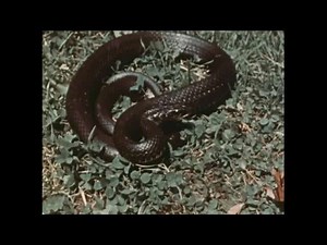 Wildlife Wonders: Bird Nests & Springtime Eggs