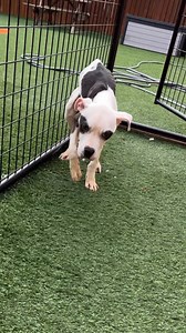 We know it can be hard to follow animal shelters. We all love animals, so you never want to see them at their worst. But we always celebrate the wins and follow the healing journeys as they gain strength and confidence! She-Ra hopes you all have an amazing day! You are stronger than you think! (Look at her go!) Strayrescue.org/monthly-gift | Stray Rescue of St. Louis