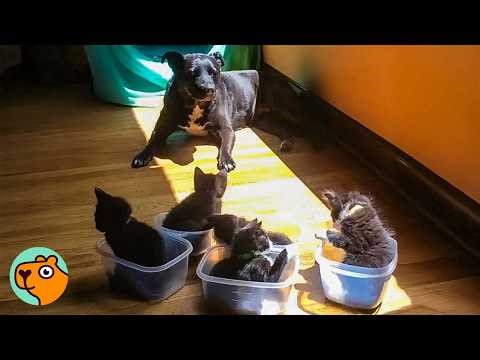 Big Dog Helps Raise Over 100s Of Tiny Foster Kittens! | 5 Best Stories