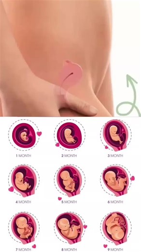 Baby Growth Month By Month: A Fetal Development Guide