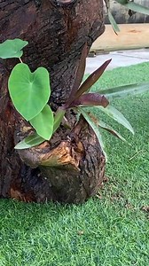 4.4K views · 24 reactions | Cool outdoor table from dry stump #facebookreels #reels #shorts #tooltips #tools #woodenwork #machinework #woodworking | Tool_Tips | Facebook