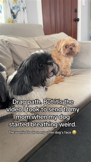 Dog's Weird Breathing Caught on Camera