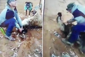 Shocking moment laughing thug mounts injured emu and rips out its feathers for sick Facebook video