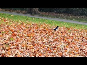A quiet autumn afternoon 🍂🐦