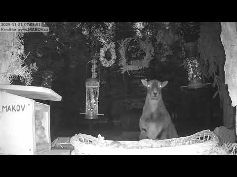 Ráno se u krmítka potkaly veverky se srnkou a Mufinkou