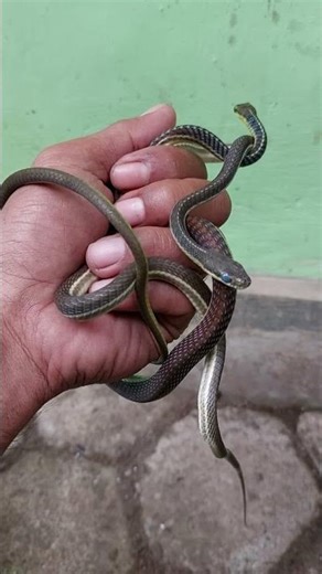 Dendrelaphis subocularis