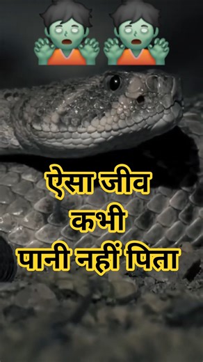 “Rat Kangaroo – Desert का वो जीव जिसे पानी की ज़रूरत ही नहीं”#facts #amazingshorts