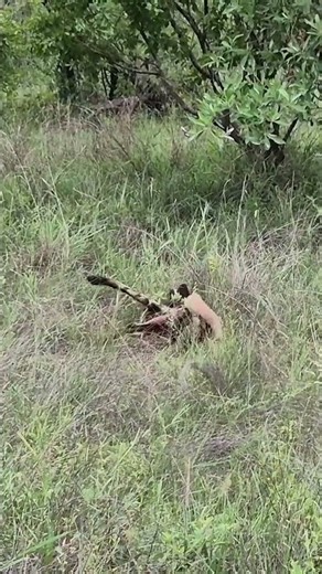 Leopard Takes Down a Wild Dog| But the Pack’s Counterattack Changes Everything