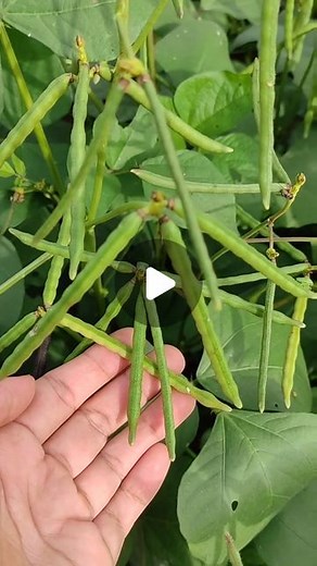 OrganicFarmer on Instagram: "Organic Fresh Green Grams Harvest🙏at farm 🍀 The best preventive health care begins with the diet👍 Friends, Let's go organic and stay healthy 💯 Happy Gardening 🍀 #organicfarmer #homegarden #greenlife #greengrams #healthyfood #farmlife #harvest #happiness #savemotherearth #letsdoittogether"