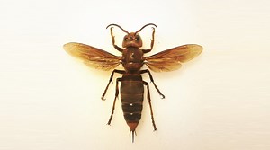 Hornets vs. ants: a battle for water in slo-mo