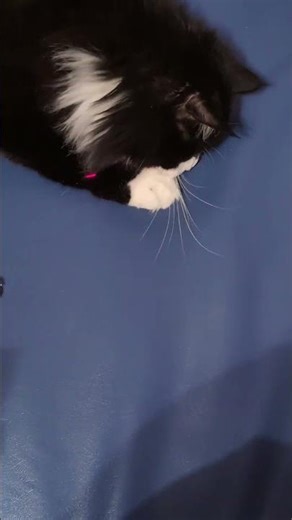 The Laser Chaser 😺 🔴 (182/200)