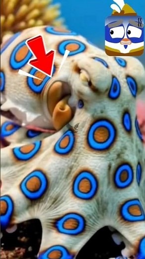 This Tiny Octopus Can Kill 26 Humans… And Most People Never Notice It