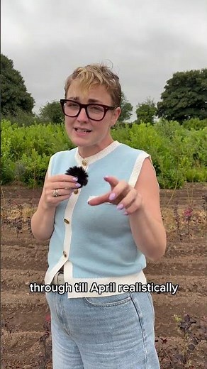 Copper beech hedging plants available in bare root season from November-April. Nationwide delivery