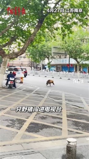 A wild boar caused a stir in downtown Nanjing, east China's Jiangsu Province, on Sunday afternoon after it was seen darting across the plaza of the Jiangsu Broadcasting Corporation headquarters around 5:20 pm. The animal later fled toward the nearby Jinxianghe Road area. Police and firefighters swiftly mobilized to locate and secure the boar, which was eventually captured and transported to the Nanjing Hongshan Forest Zoo. #WildChina | China News 中国新闻网