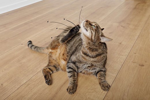 Puces : comment s’en débarrasser dans la maison ?