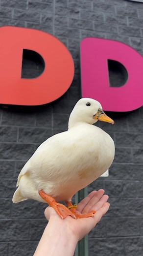 Munchkin Duck's Delightful Dunkin' Adventure