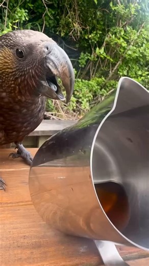 Adam Gallavin on Instagram: "Cheeky Kākā being cheeky #kaka #wellington #wellingtonwildlife #viral #newzealand🇳🇿 #urbanwildlife"