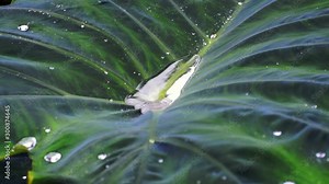 Rain on a large leaf, small droplets join large raindrops and run off the leaf