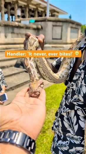 When they tell you the python never bites🐍😂 #trending #youtubeshorts #snake