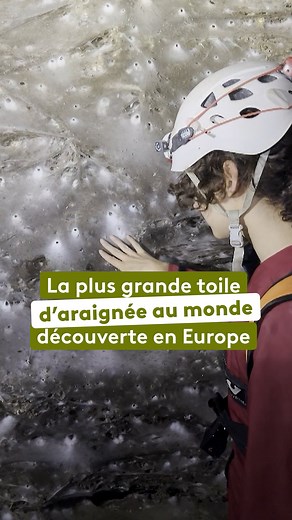 Une toile d’araignée géante entre la Grèce et l'Albanie ! 🕸 Découverte dans une grotte située à la frontière des deux pays, la plus grande toile d’araignée jamais observée mesure 106 mètres carrés. Elle aurait été tissée par près de 110 000 araignées, appartenant à des espèces qui, jusqu’ici, n’avaient jamais cohabité. Les fils, produits par l'araignée, sont un des matériaux les plus résistants au monde. Plus robuste que l'acier, une toile d'1,2 cm de diamètre pourrait à elle seule supporter le
