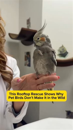 Jill M. Patt, DVM | This cockatiel’s story explains why domestic birds struggle in the wild and why being outside a flock can be life-threatening. #bird... | Instagram