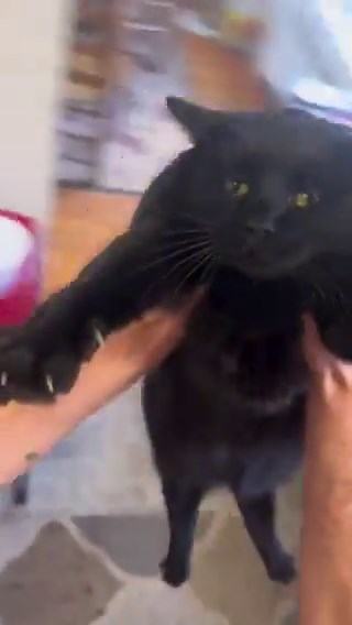 Black cats are not bad luck (@visualscat) on X