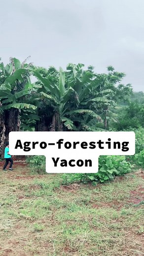 The way we are growing and harvesting the yacon root is innovative and oh! so good for our bodies and the planet. What’s Agroforestry ? is the interaction of agriculture and trees, including the agricultural use of trees. Agroforestry works because it's farming in 3D – the roots reach deep into the ground to cycle nutrients and store carbon, while above ground, the trees protect crops and animals against the elements. Why are we doing Agroforesting ? Resilient and sustainable food production. In