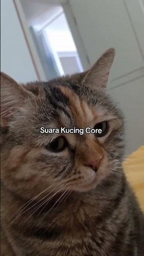 Mood banget kucing awoo awoo😭❤️ #kucing #cats #catlover #cat #catvideos #catshorts #fyp #fypシ゚viral