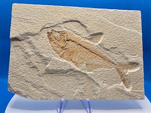 Green River Fossil Fish – 5" Specimen on Natural Slab - Etsy