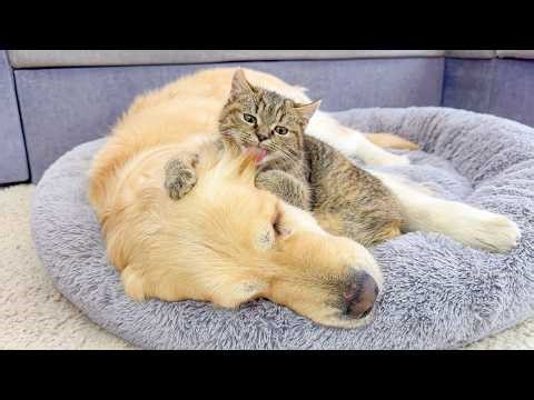 Golden Retriever Gets Groomed by a Kitten for the First Time | Too Cute!