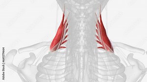 The middle scalene is the largest and longest of the three scalene muscles Stock Video