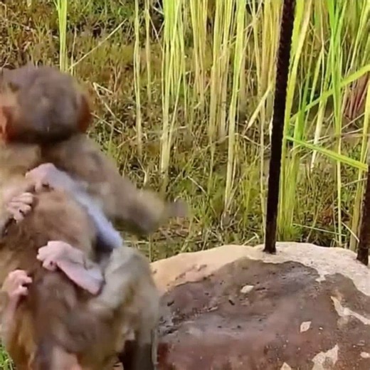 Innocent pet monkey was suddenly bitten by a domestic dog and screamed on the ground | Sweet Baby