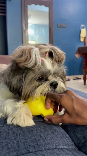 😂 #trending #cute #pets #fyp #funny #shihtzu #dog #reels #instagram