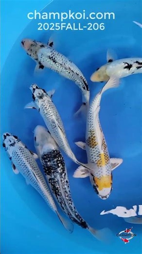 Takatetsu Ginga, Ginrin Matsukawabuke, Yellow Kujaku, Ginrin Tancho Sanke | For Sale ChampKoi