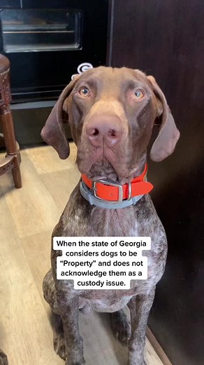 Property… @galawyer @familylawga #dogsofttiktok #foryoupage❤️❤️