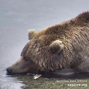 It's the simple joys that pass the time. | explore.org