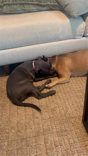 Skye Blue (was Willow) and her new bestie Chamoy! She’s the first of Nova’s puppies to be adopted! #puppy #weimaranermix #weimrescueoftx #weimrescue #foster #adopt #weimaraner #blueweimaraner #adoptionupdate | Weimaraner Rescue of Texas