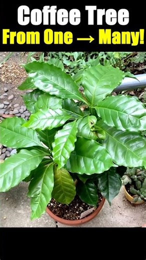 Coffee Plant Propagation Made Easy ☕🌱 | Divide & Grow! #shorts #coffee