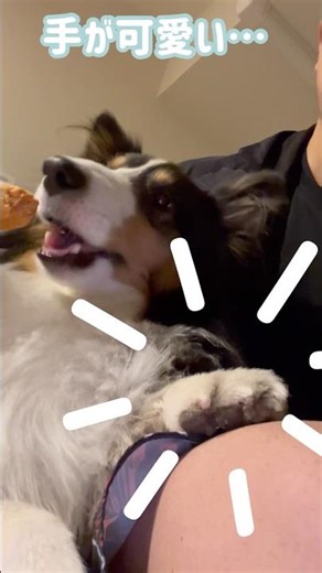 🐶 毎日に幸せをもたらすシェルティー(Sheltie bringing happiness…!🍖)