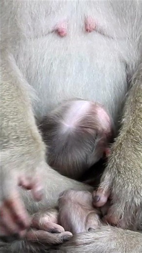 Those Innocent Eyes! Cutest Baby Monkey Cuddling With Mama 🥰 #viral